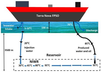 Effect of Thermophilic Nitrate Reduction on Sulfide Production in High Temperature Oil Reservoir Samples